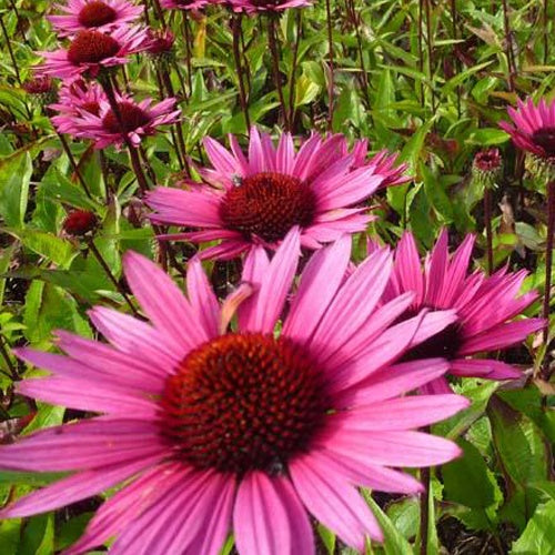 Rudbeckia pourpre Fatal Attraction- Echinacea - Willemse