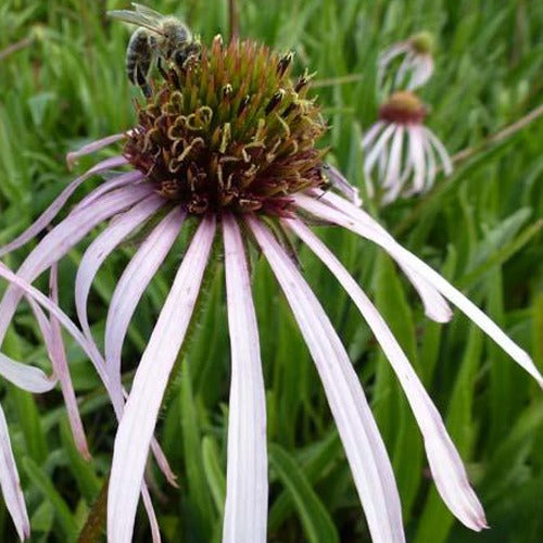 Rudbeckia pâle Hula Dancer - Echinacea - Echinacea pallida hula dancer - Plantes