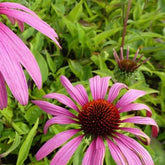 Rudbeckia pourpre Rubinstern - Echinacea - Echinacea purpurea rubinstern - Plantes