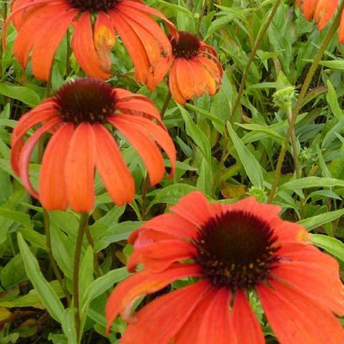 Rudbeckia pourpre Tangerine Dream - Echinacea - Echinacea purpurea tangerine dream - Plantes