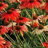 Rudbeckia pourpre Tomato Soup - Echinacea - Echinacea purpurea tomato soup - Plantes