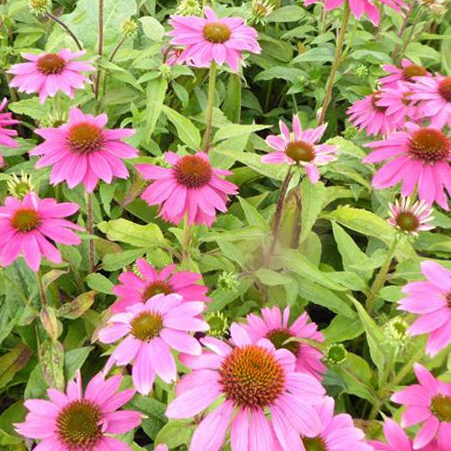 Rudbeckia pourpre Pow Wow Wild Berry - Echinacea - Willemse