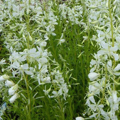 Épilobe blanche - Epilobium angustifolium album - Plantes