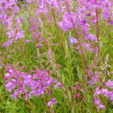 Épilobe - Epilobium angustifolium - Plantes