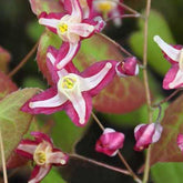 Epimedium Galadriel - Willemse