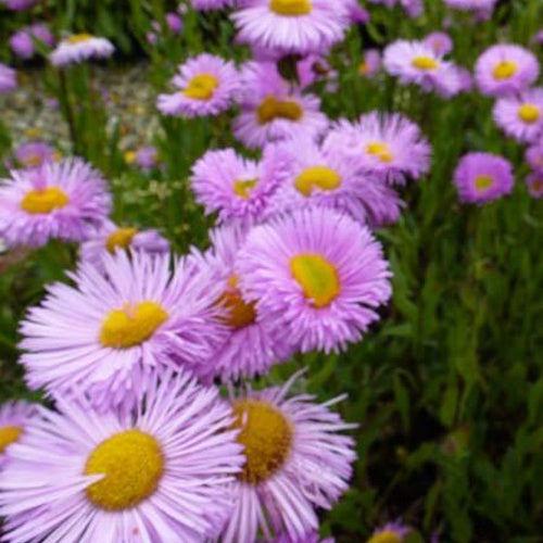 3 Vergerette Rosa Jewel - Erigeron - Erigeron rosa jewel - Plantes