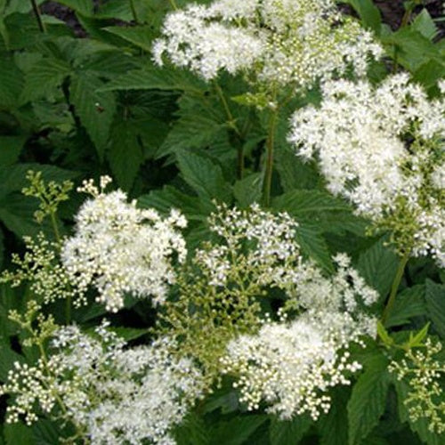 Filipendule pourpre Alba - Reine des prés - Filipendula purpurea alba - Plantes