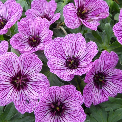 Géranium vivace Laurence Flatman - Geranium cinereum laurence flatman - Plantes