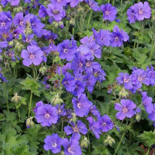 Géranium vivace à fleur d'anémone - Geranium x magnificum anemoneflorum - Plantes