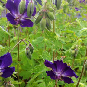 Géranium vivace Klepper - Geranium phaeum klepper - Plantes