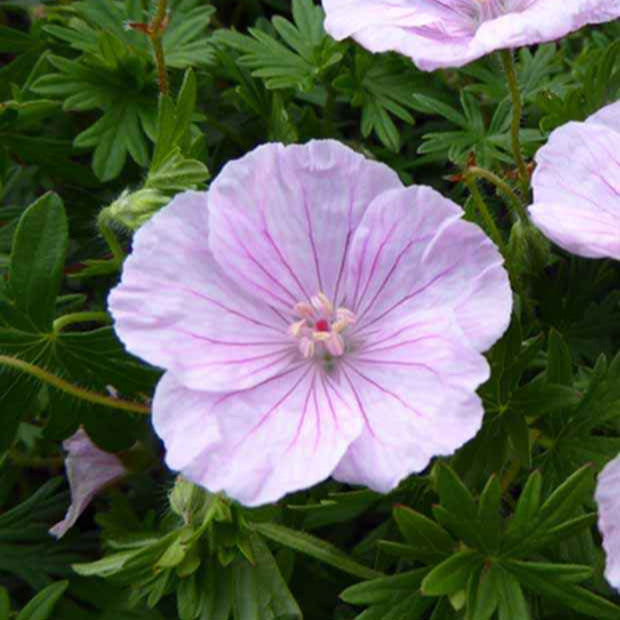 Géranium vivace sanguin  strié - Geranium sanguineum striatum - Plantes