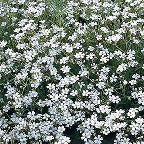 3 Gypsophiles Schneeflocke - Gypsophila paniculata Schneeflocke - Plantes