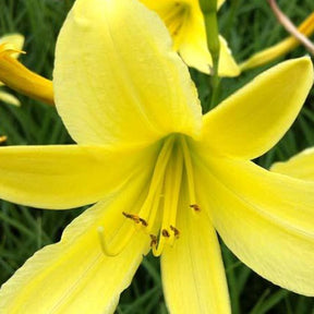 Hémérocalle citrina - Hemerocallis citrina - Plantes