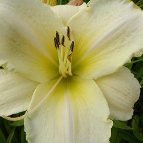 Hémérocalle Arctic Snow - Hemerocallis arctic snow - Plantes