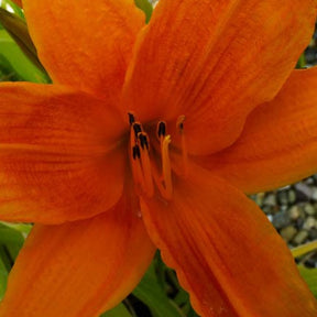 Hémérocalle Burning Daylight - Hemerocallis burning daylight - Plantes