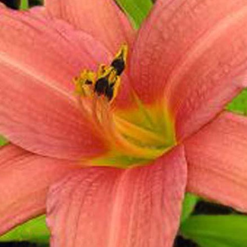 Hémérocalle Pink Charm - Hemerocallis pink charm - Plantes