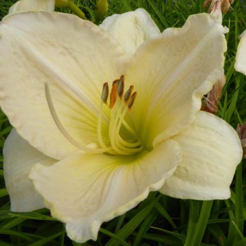 Hémérocalle Snowy Apparation - Hemerocallis snowy apparation - Plantes