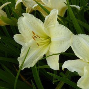 Hémérocalle Joan Senior - Hemerocallis joan senior - Plantes