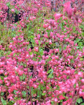 Heuchère Pluie de Feu - Heuchera pluie de feu - Plantes