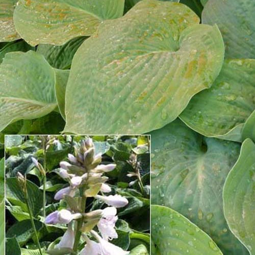 Hosta Bressingham blue - Willemse