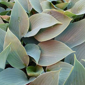 Hosta Canadian Blue - Hosta canadian blue - Plantes