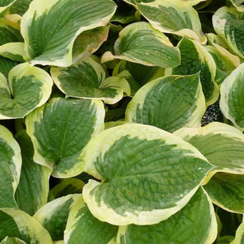 Hosta Formal Attire - Hosta formal attire - Plantes