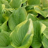 Hosta Fragrant Bouquet - Hosta fragrant bouquet - Plantes