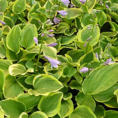 Hosta Golden Tiara - Hosta golden tiara - Plantes