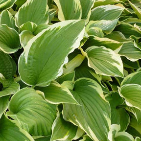 Hosta Antioch - Hosta antioch - Plantes