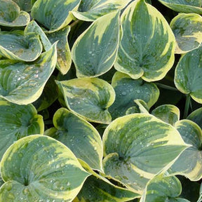 Hosta Aristocrat - Hosta aristocrat - Plantes