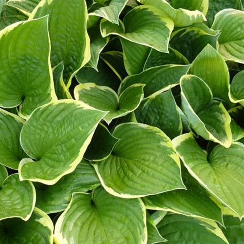 Hosta Aureomarginata - Hosta aureomarginata - Plantes