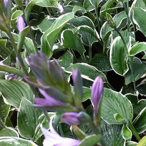 Hosta Francee - Hosta hybride francee  - - Hosta