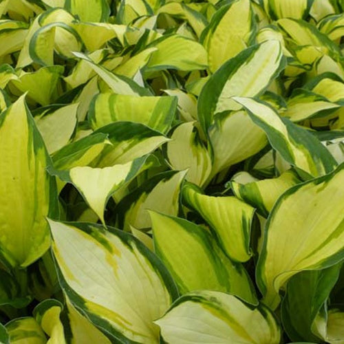 Hosta Color Festival - Hosta hybride color festival - Plantes