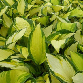 Hosta Color Festival - Hosta hybride color festival - Plantes vivaces