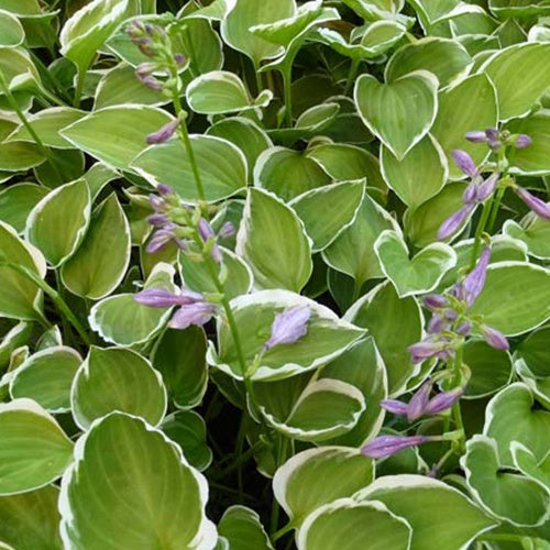 Hosta Diamon Tiara - Willemse