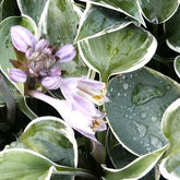 Hosta El Nino - Hosta hybride el nino - Plantes