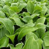 Hosta Fragrant Fire - Hosta fragrant fire - Plantes