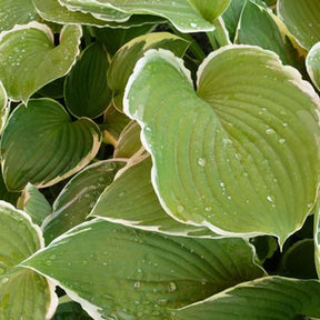 Hosta Frosted Jade - Hosta frosted jade - Plantes