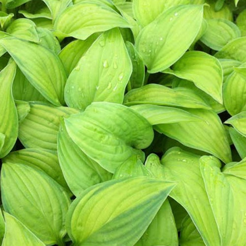 Hosta Guacamole - Hosta guacamole - Plantes