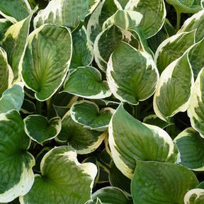 Hosta Independence - Hosta independence - Plantes