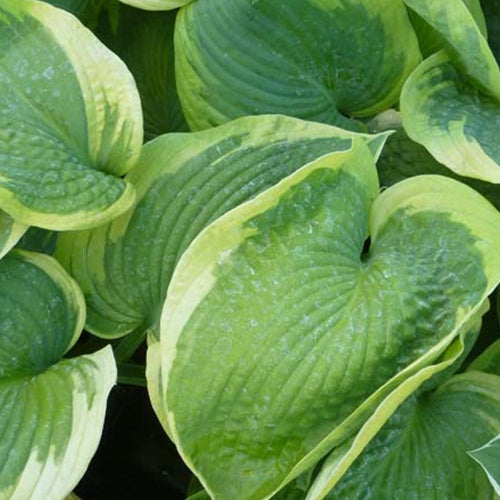 Hosta Olive Bailey Langdon Funkia Olive Bailey Langdon - Willemse