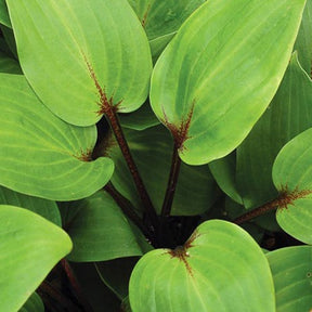 Hosta Purple Heart - Hosta purple heart - Plantes