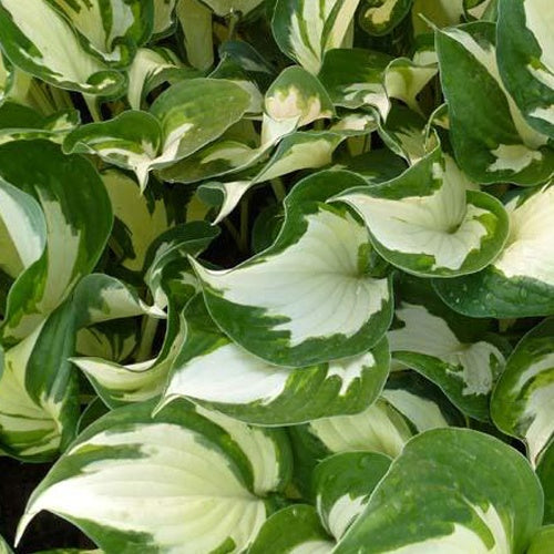 Hosta Reversed Patriot - Hosta reversed patriot - Plantes