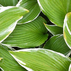 Hosta White On - Hosta white on! - Plantes