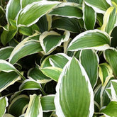 Hosta Yellow Splash Rim - Hosta yellow spash rim - Plantes