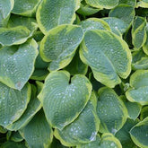 Hosta Frances Williams - Hosta sieboldiana frances williams - Plantes