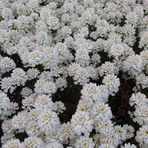 3 Corbeilles d'argent Appen-Etz - Iberis - Iberis sempervirens appen-etz - Plantes