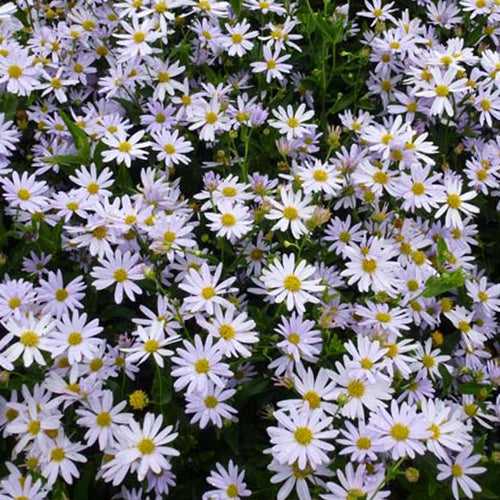 3 Kaliméris Blue Star - Kalimeris incisa blue star - Plantes