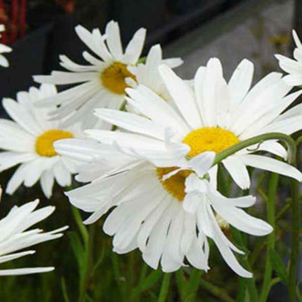 3 Marguerites d'été Alaska - Leucanthemum x superbum alaska - Plantes