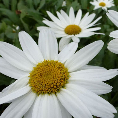 Marguerite d'été Gruppenstolz - Leucanthemum x superbum gruppenstolz - Plantes